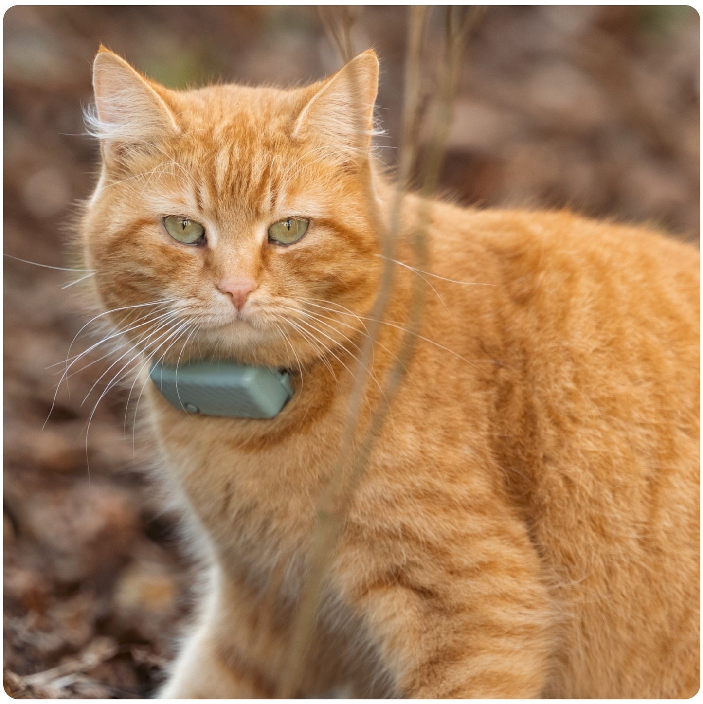 Tractive GPS CAT Mini - mint