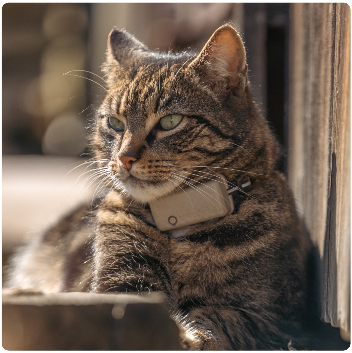 Tractive GPS CAT Mini - brown