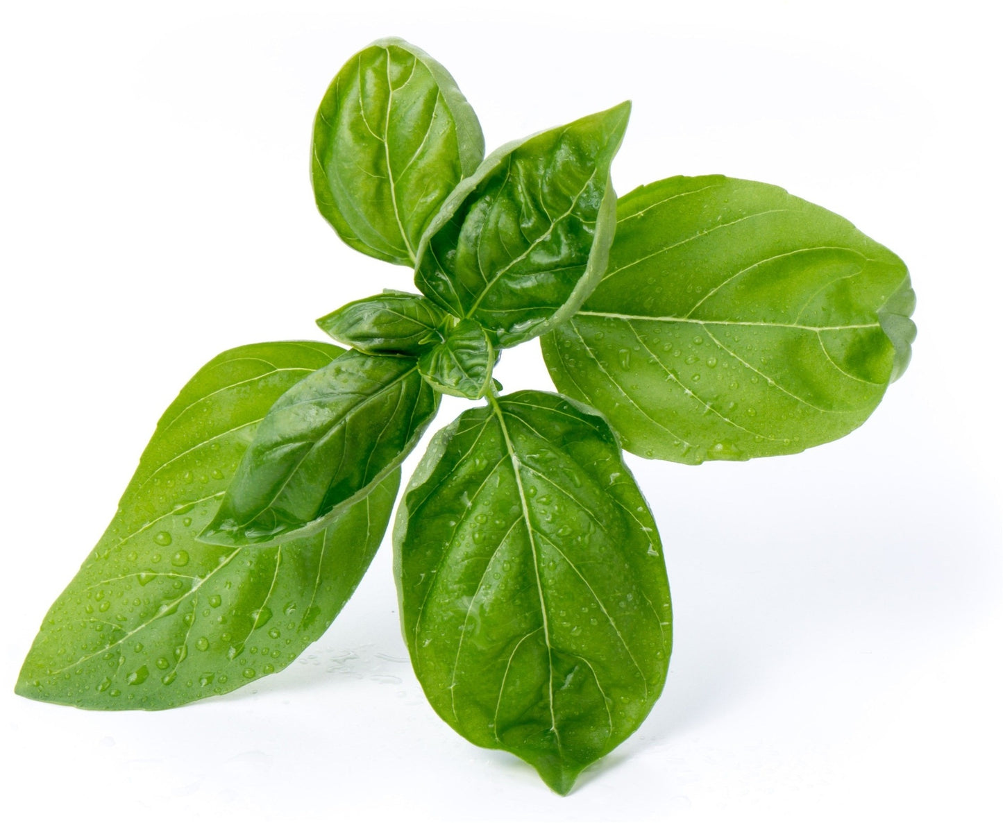 Véritable Lingot Sweet Basil - Organic