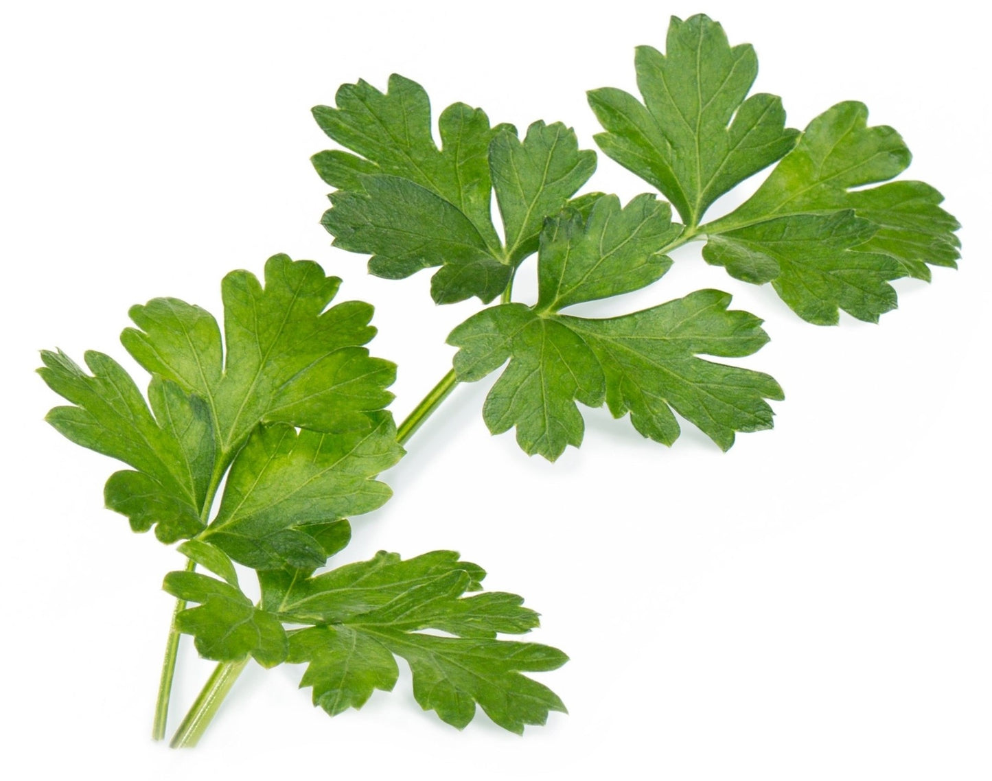 Véritable Lingot Italian Parsley - Organic