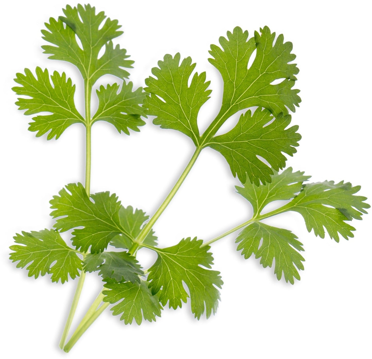 Véritable Lingot Cilantro