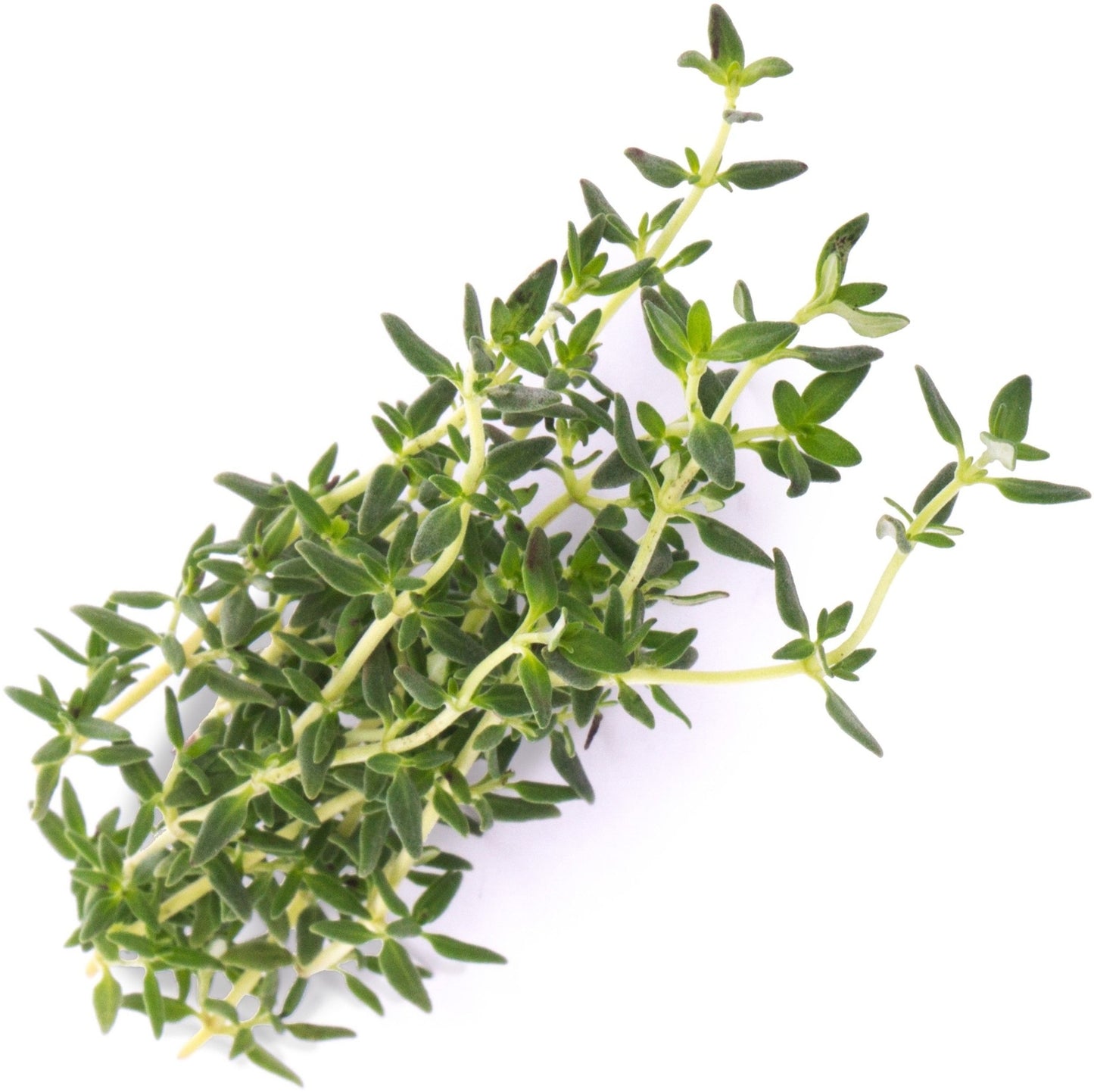 Véritable Lingot Thyme - Organic