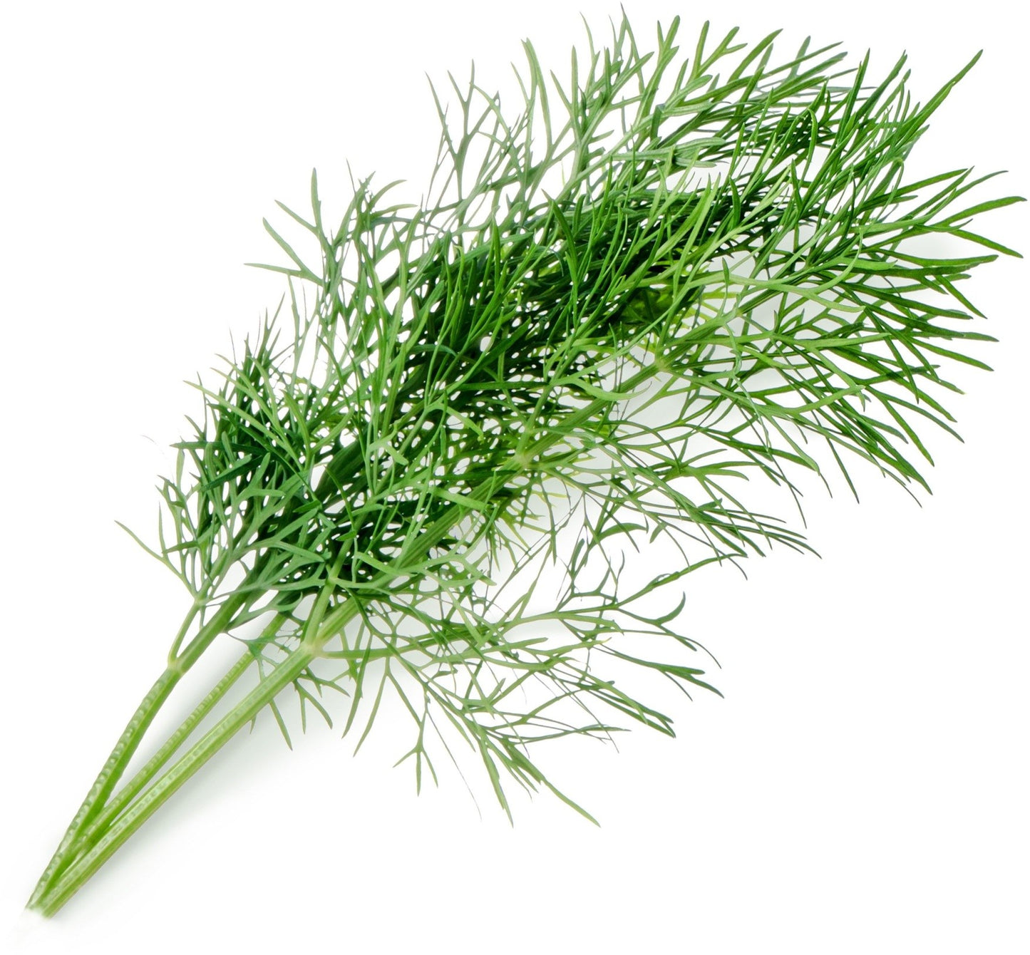 Véritable Lingot Dill - Organic