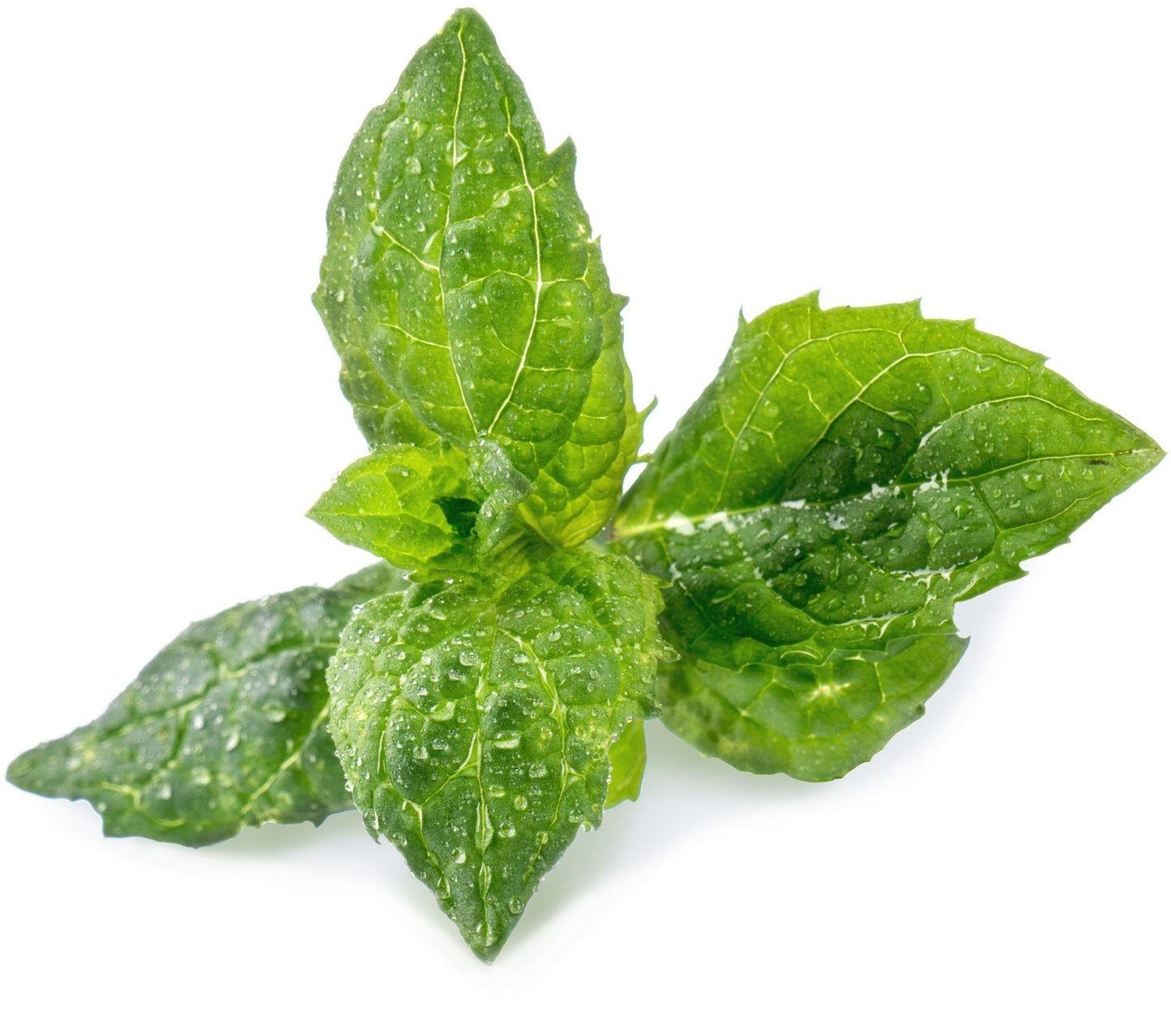Véritable Lingot Spear Mint