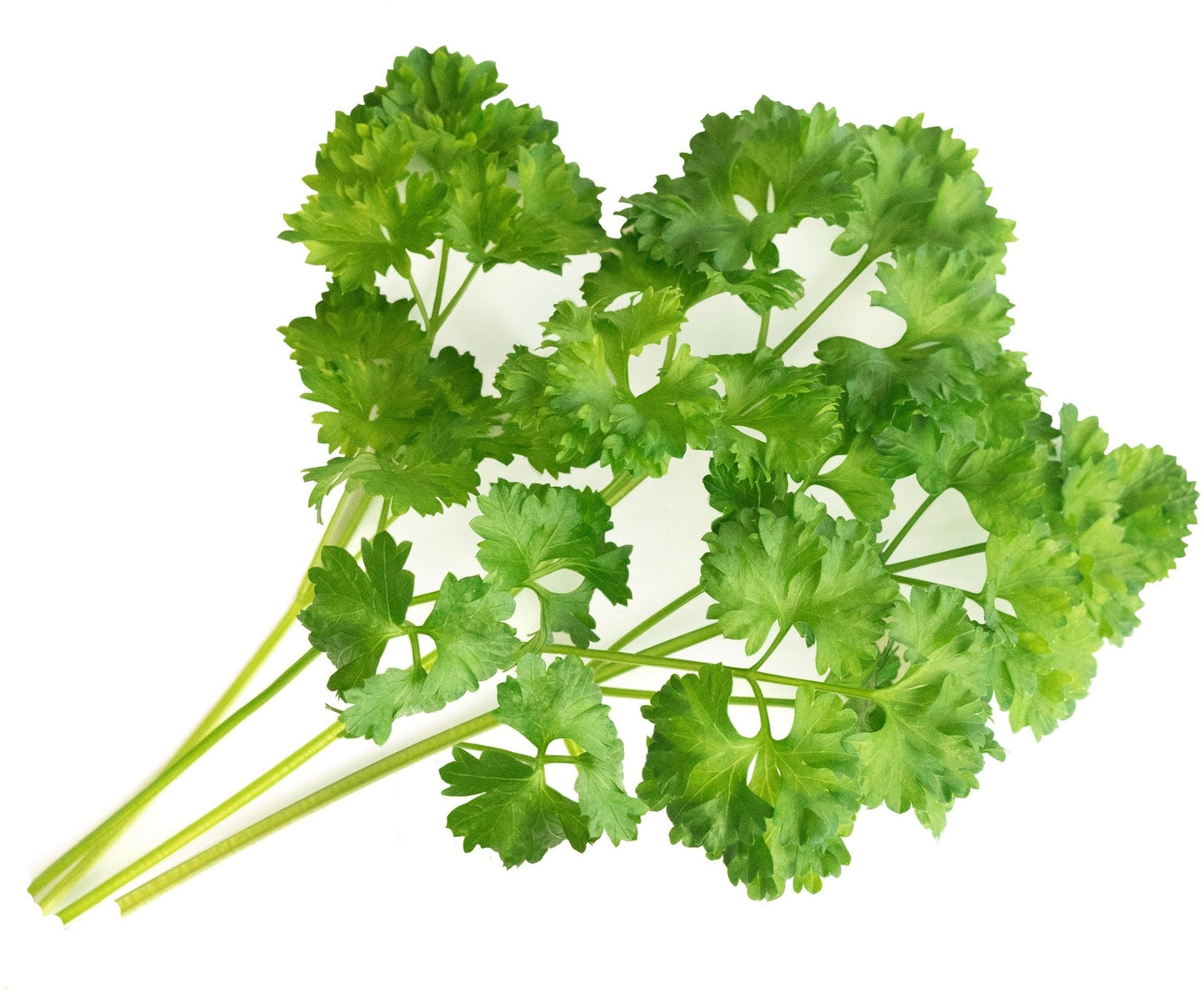 Véritable Lingot Curly Parsley - Organic