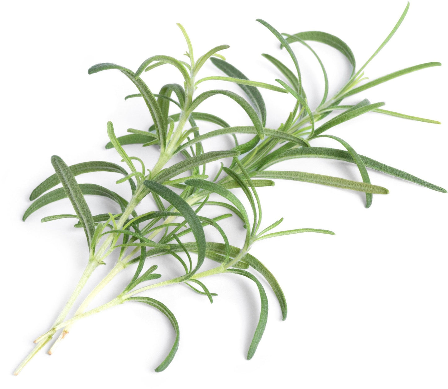 Véritable Lingot Rosemary