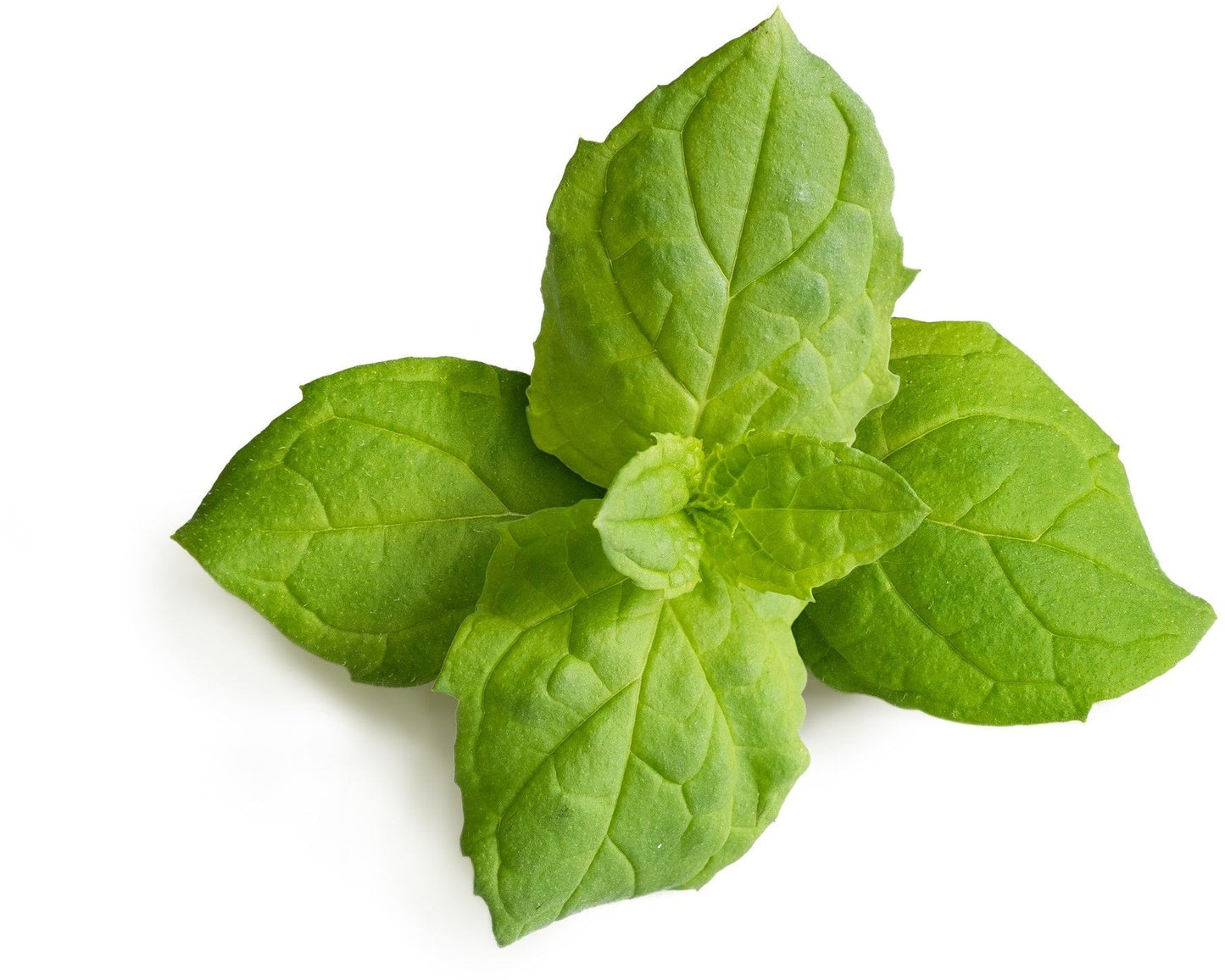 Véritable Lingot Moroccan Mint - Organic
