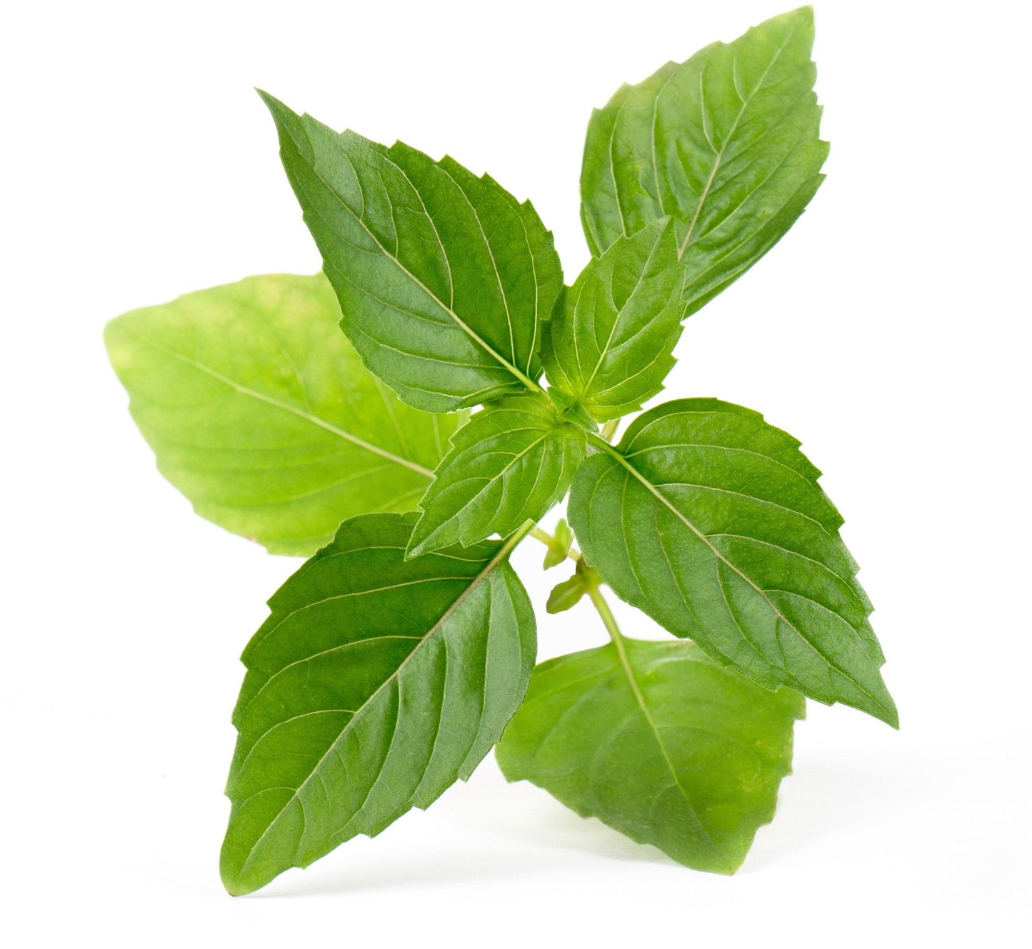 Véritable Lingot Thai Basil - Organic