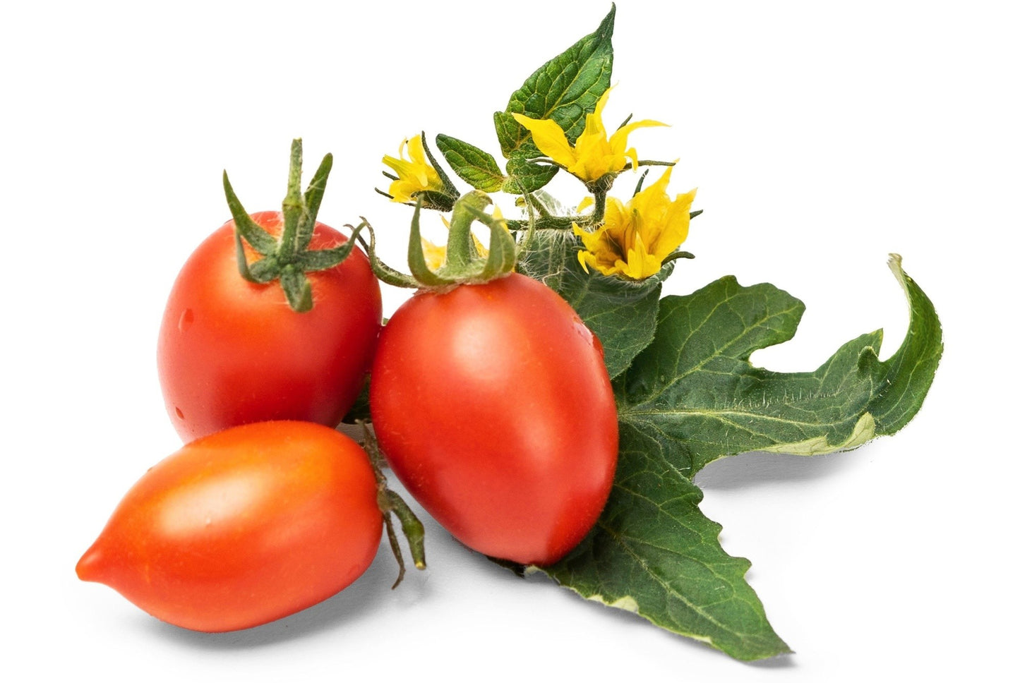 Véritable Lingot Red mini Tomato