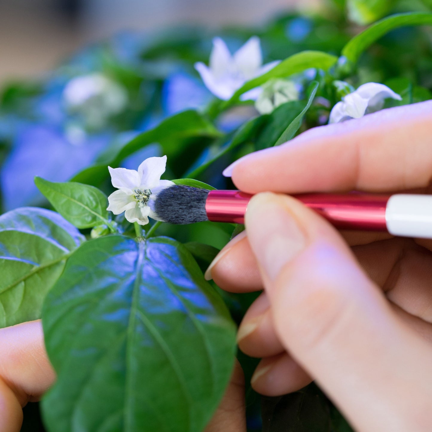 Véritable Pollination Brush