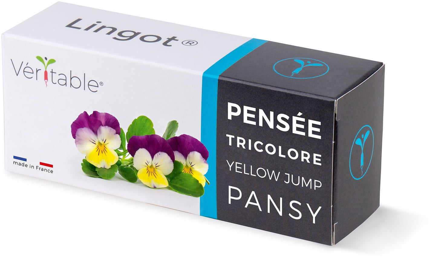 Véritable Lingot Pansy - Organic