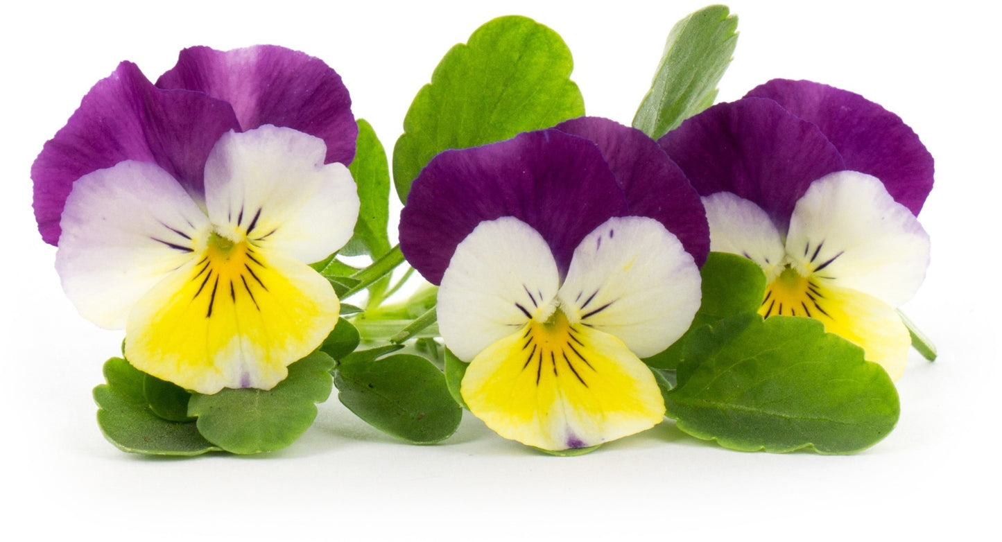 Véritable Lingot Pansy - Organic