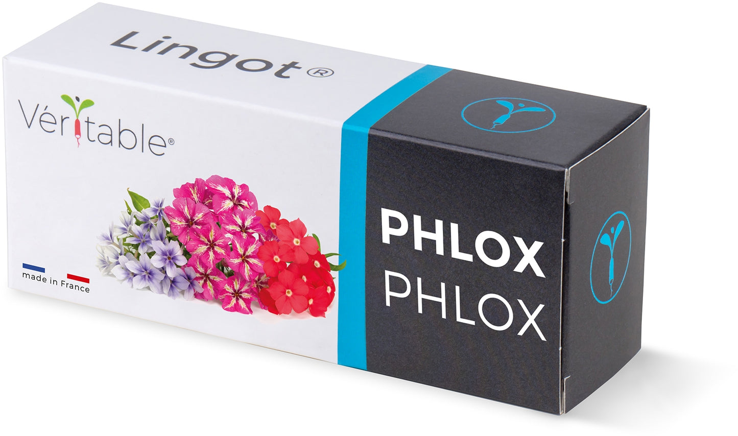 Véritable Lingot Phlox