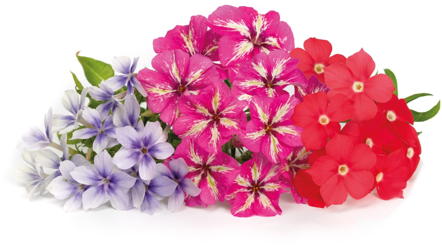 Véritable Lingot Phlox