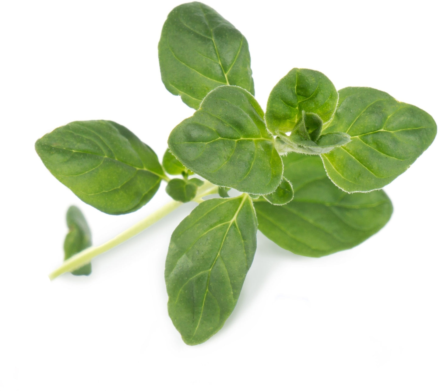 Véritable Lingot Oregano - Organic