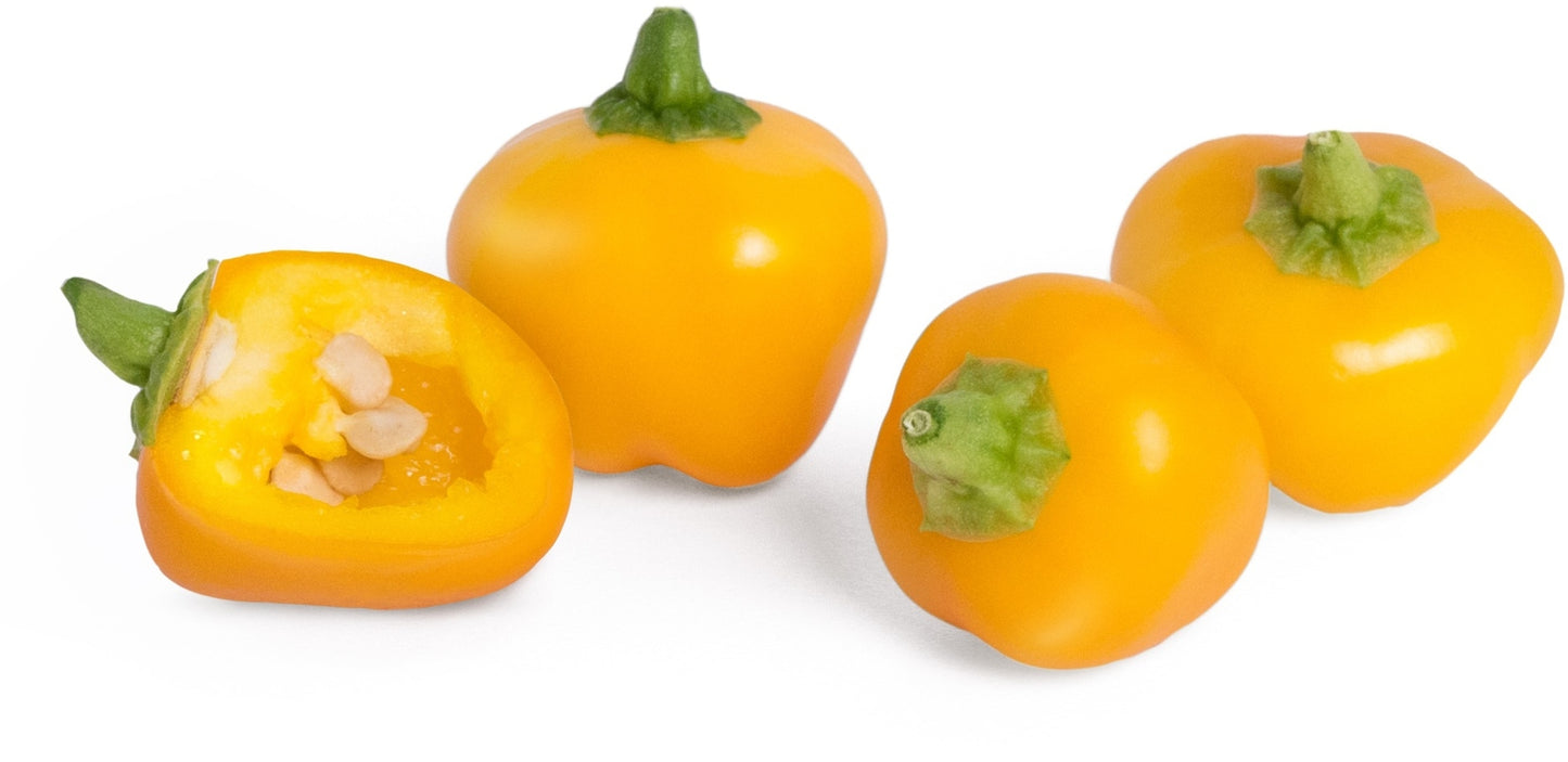 Véritable Lingot Mini yellow Pepper - Organic