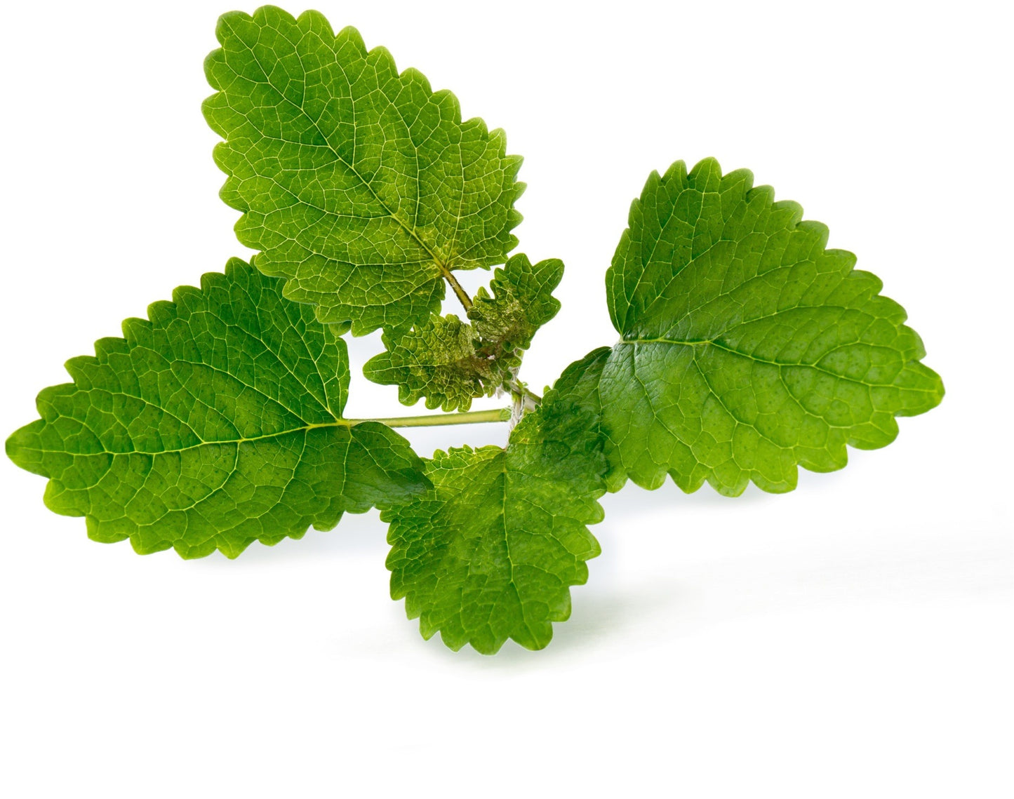 Véritable Lingot Lemon Balm - Organic
