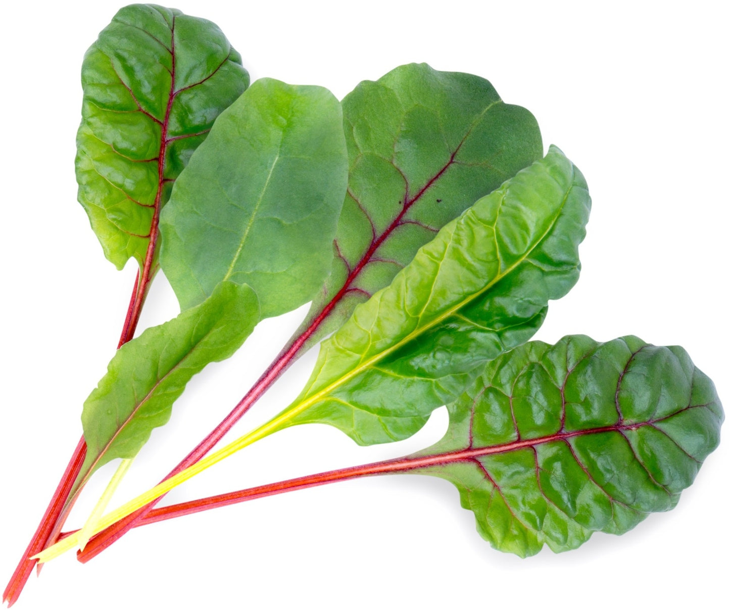 Véritable Lingot Swiss Chard - Organic