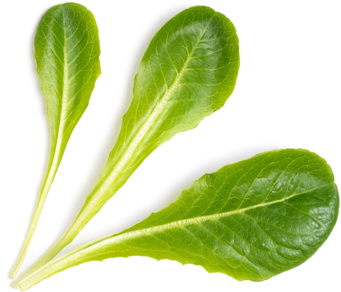 Véritable Lingot Romaine Lettuce