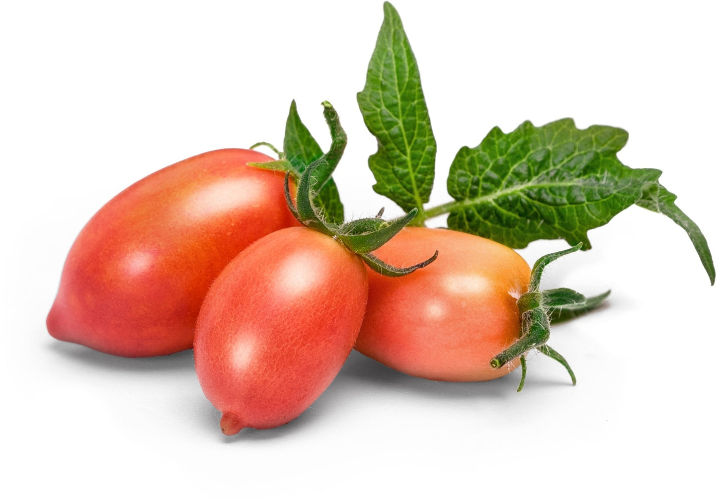 Véritable Lingot Pink Mini-Tomato