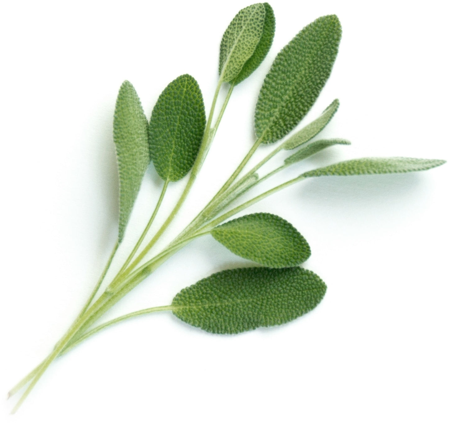 Véritable Lingot Sage - Organic