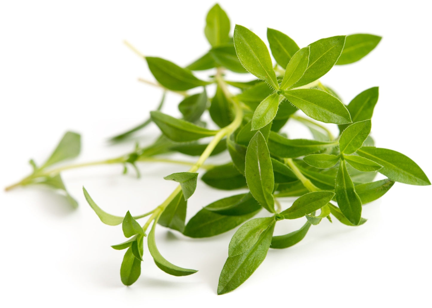 Véritable Lingot Savory - Organic