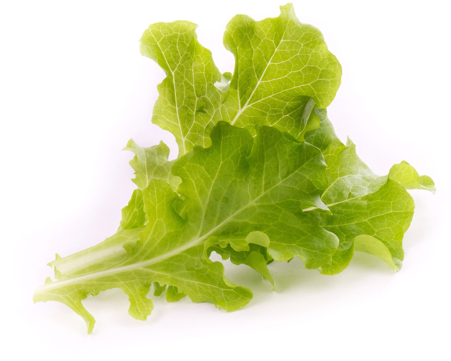 Véritable Lingot Oakleaf Lettuce - Organic