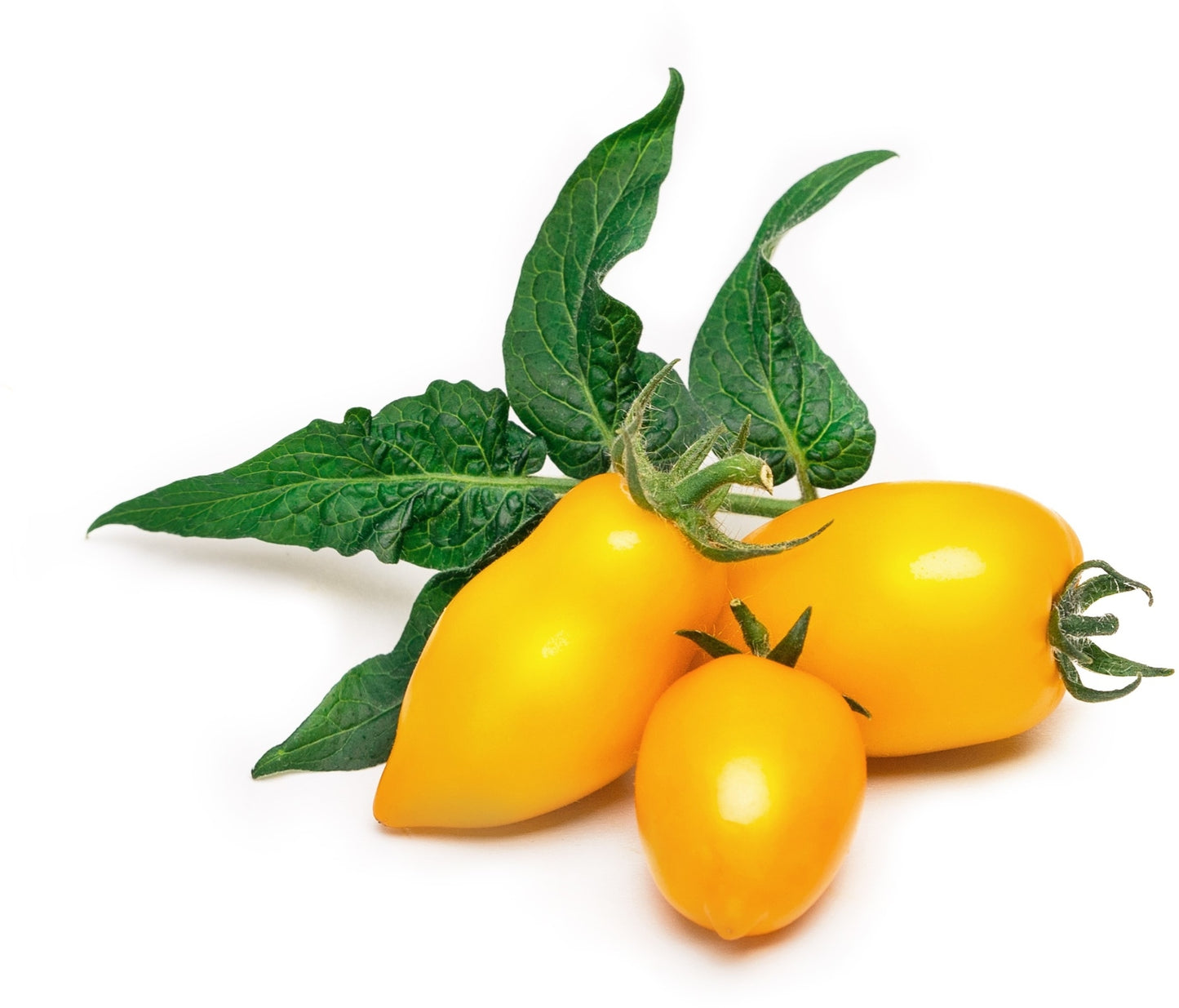 Véritable Lingot Yellow Mini-Tomato