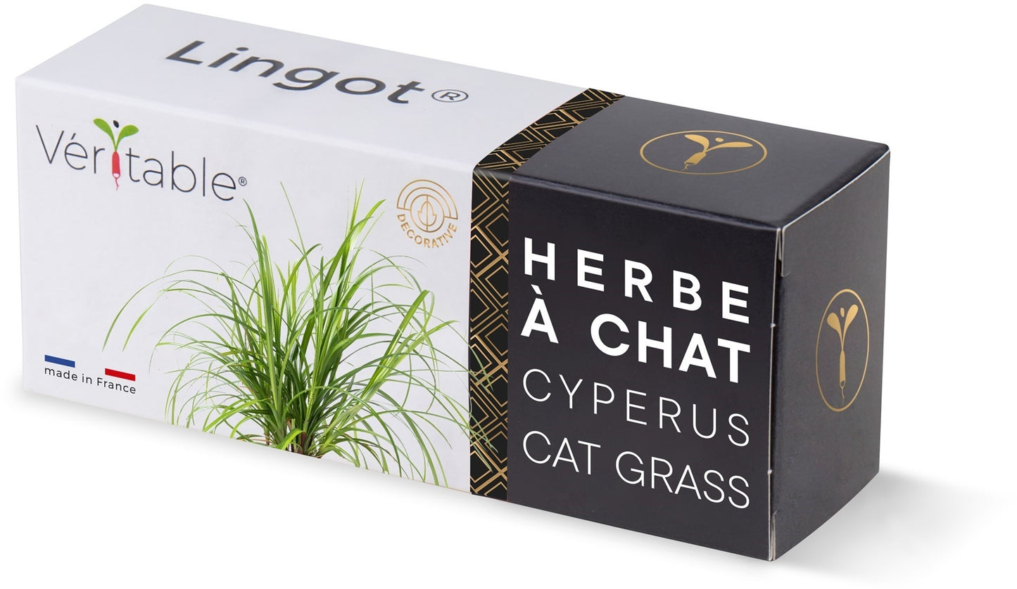Véritable Lingot Cat Grass Cyperus