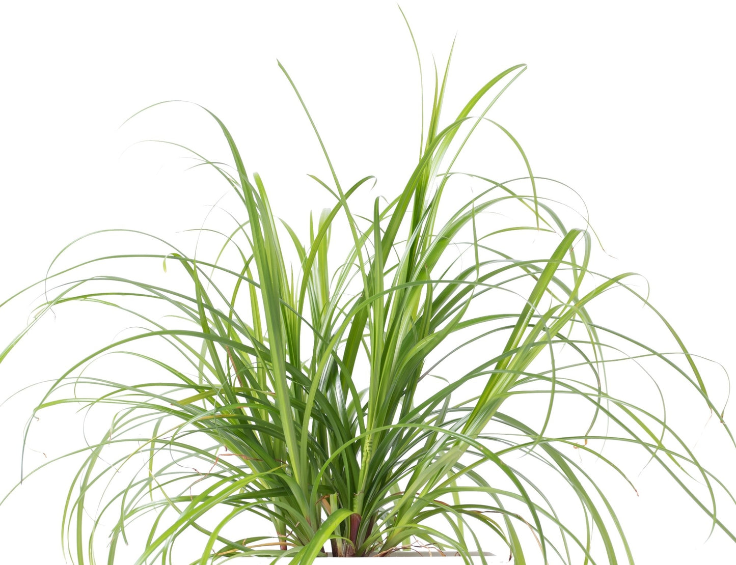 Véritable Lingot Cat Grass Cyperus