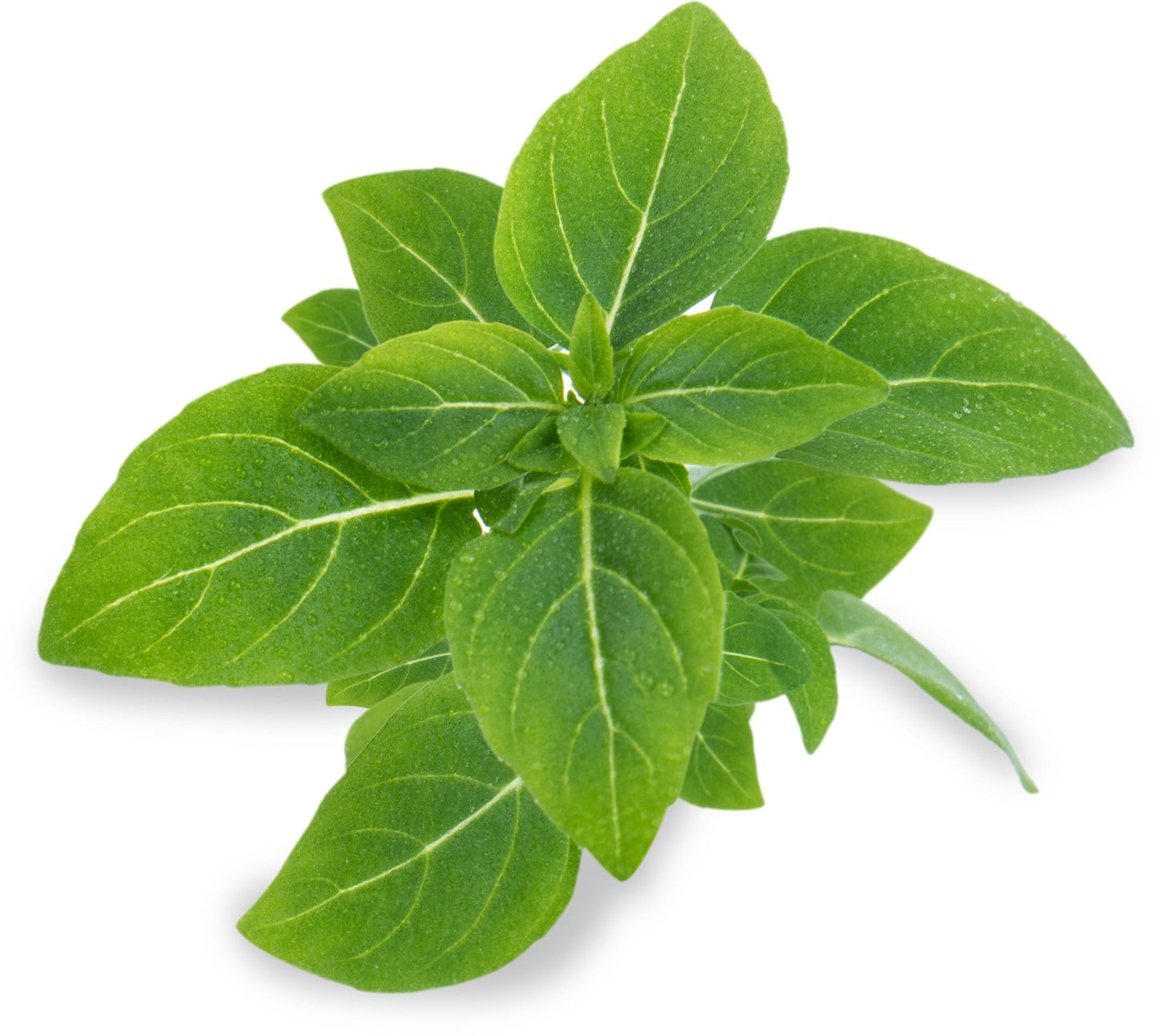 Véritable Lingot Dwarf Basil - Organic