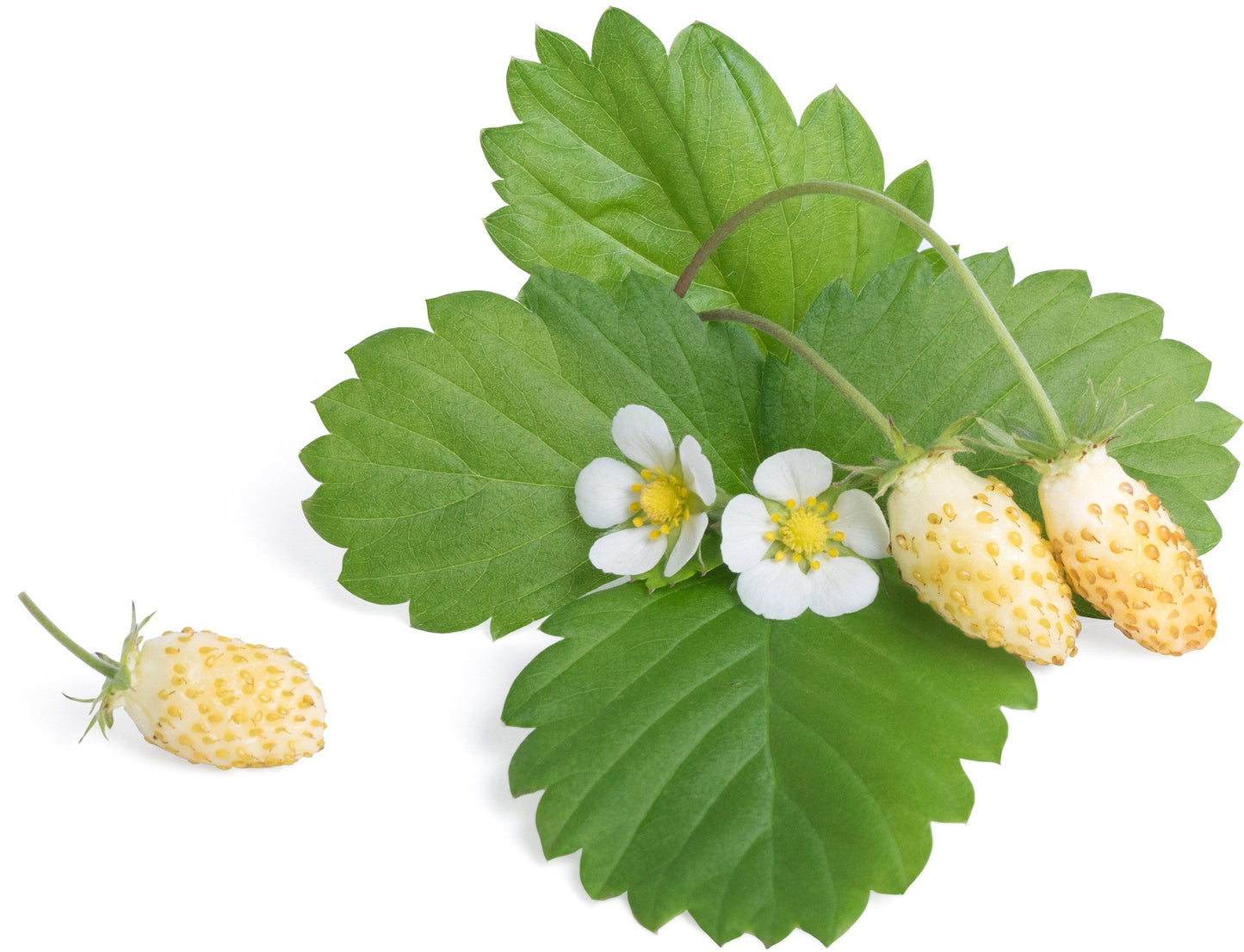 Véritable Lingot Wild White Strawberry