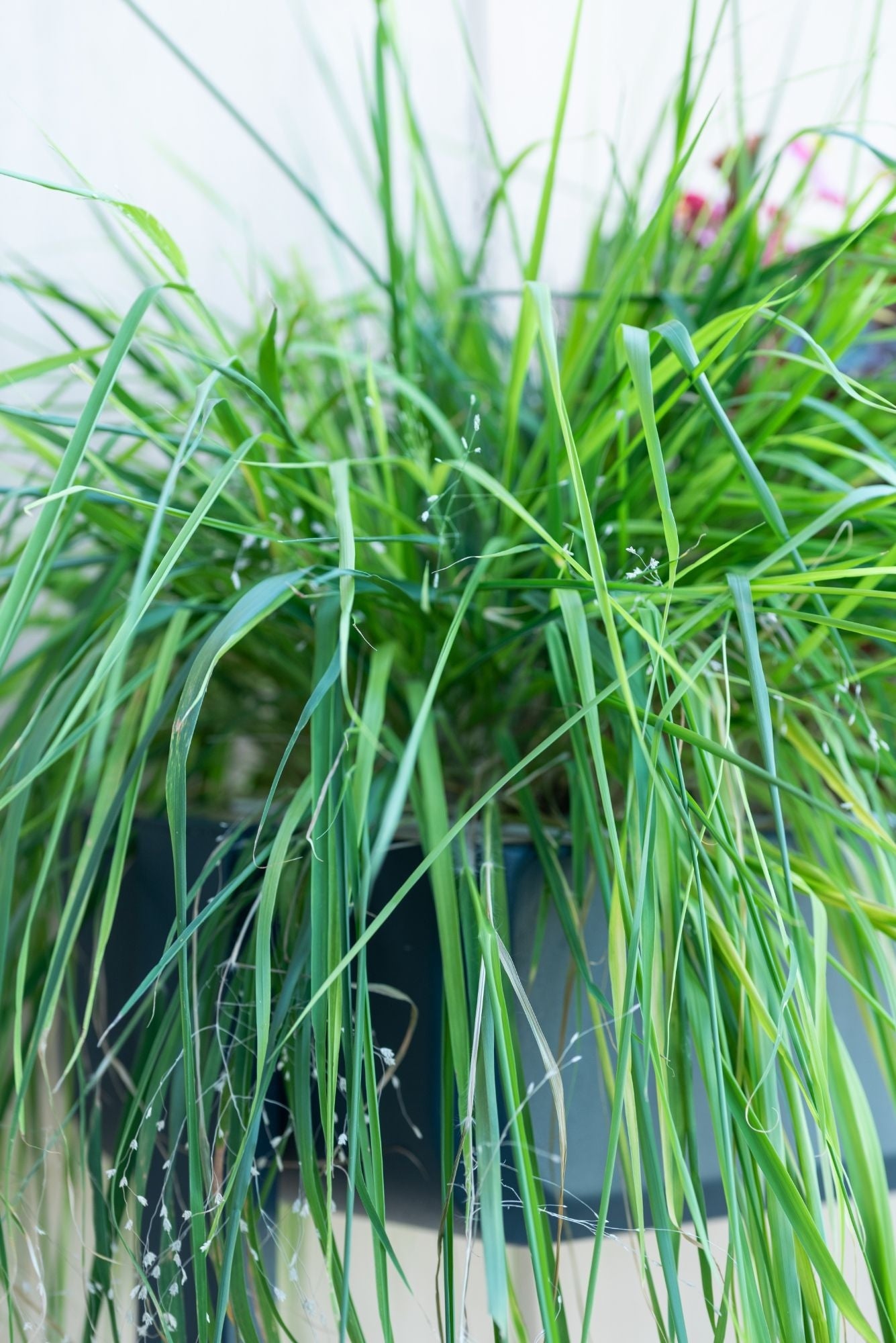 Véritable Lingot Love grass