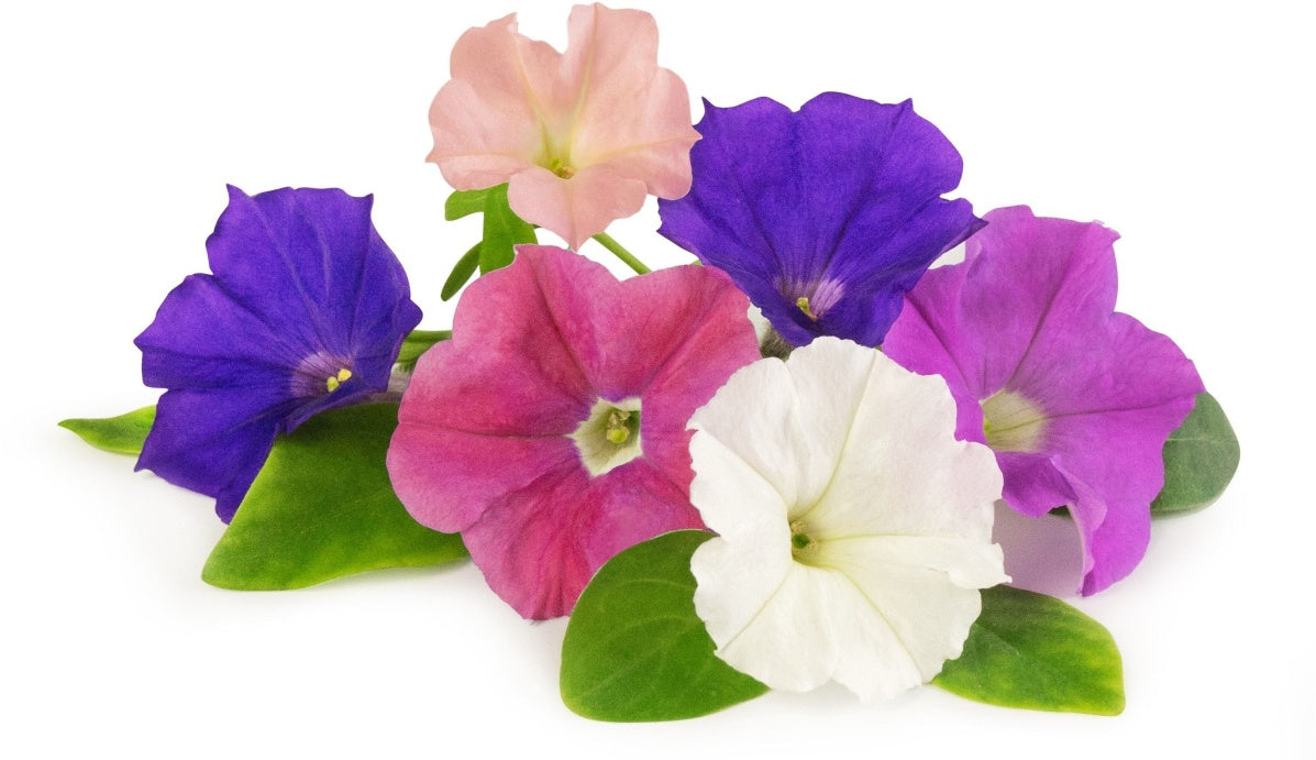 Véritable Lingot Petunia