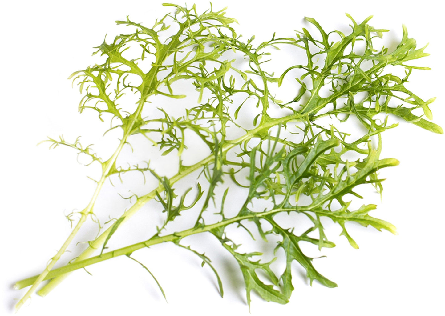 Véritable Lingot Golden Frills Mustard - Organic