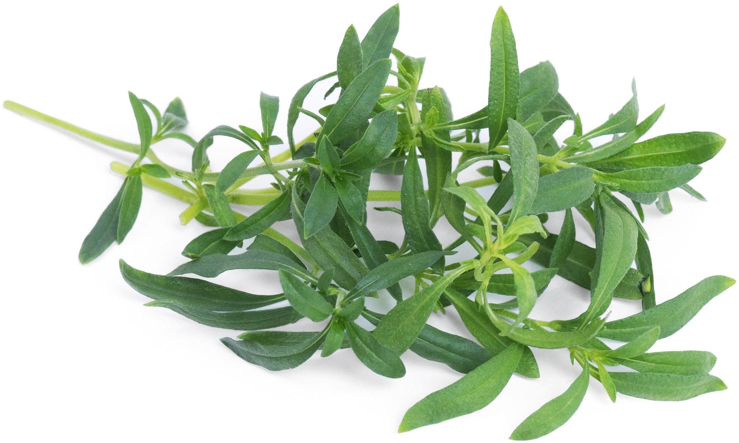 Véritable Lingot Wild Savory - Organic