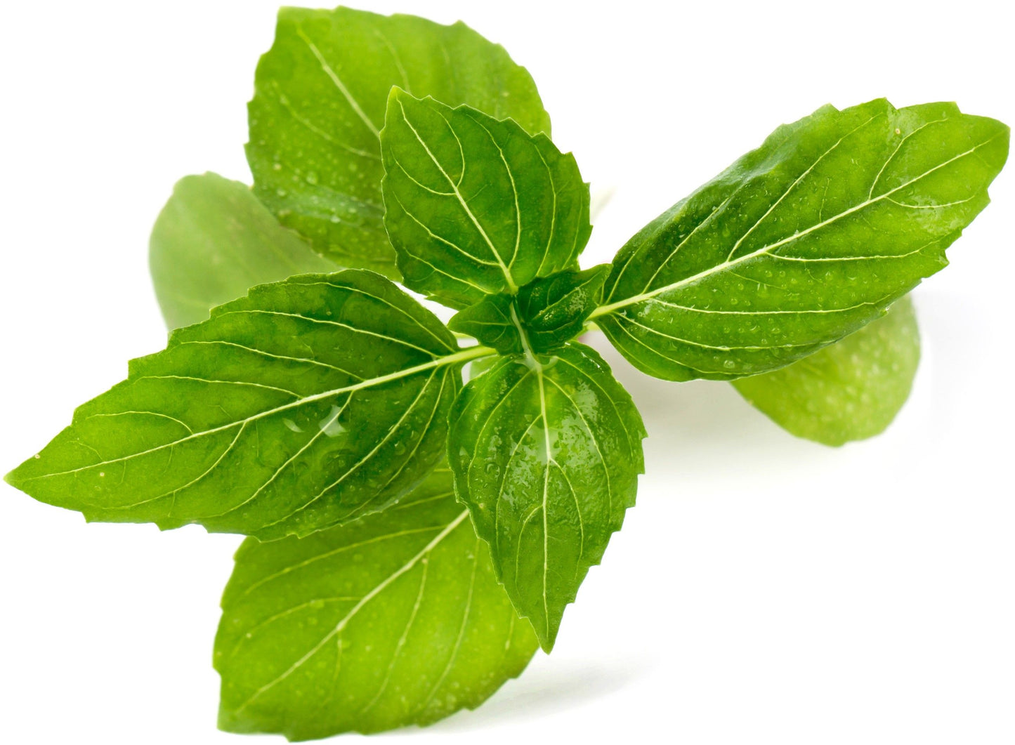 Véritable Lingot Cinnamon Basil - Organic