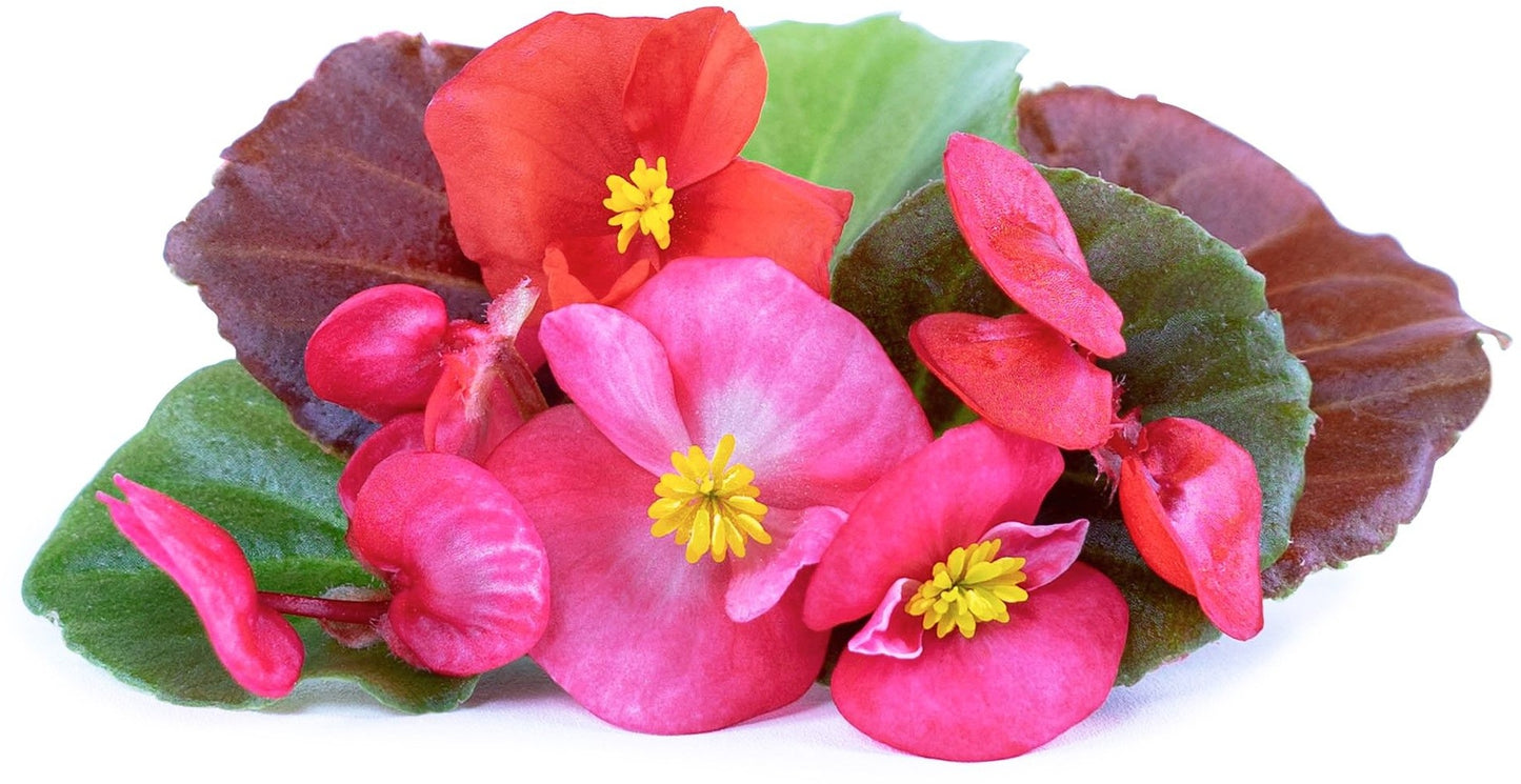 Véritable Lingot Begonia