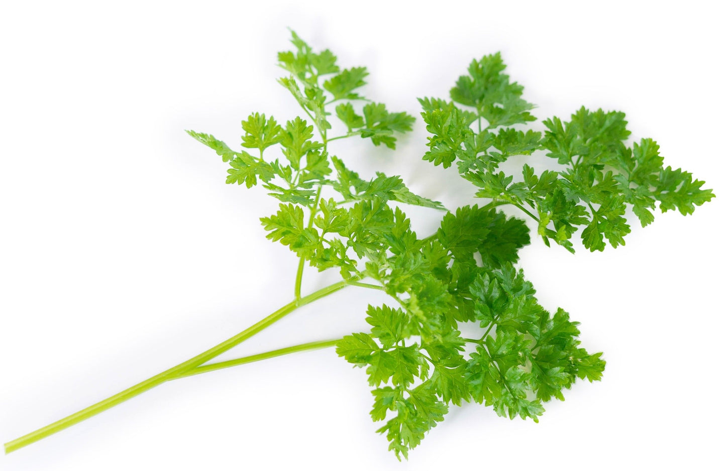 Véritable Lingot Chervil - Organic