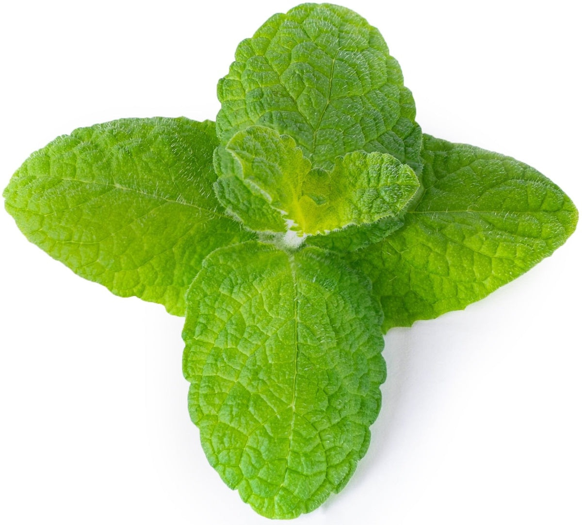 Véritable Lingot Apple Mint