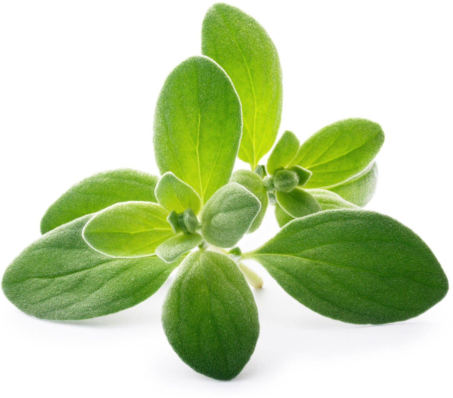 Véritable Lingot Marjoram - Organic