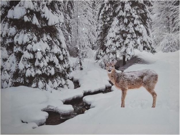 LED Bild aus Canvas - Motive: Reh
mit 35 Fibre Optics
B:40cm H:30cm T:1.8cm