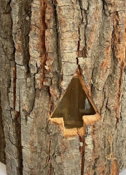 Windlicht aus Holz mit Glaseinsatz
und Kordel,
D13.5 x H16cm,
Motiv: Tanne