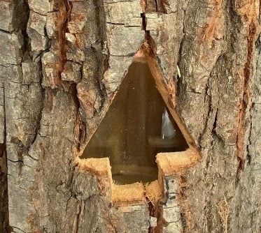 Windlicht aus Holz mit Glaseinsatz
und Kordel,
D13.5 x H11cm,
Motiv: Tannenbaum