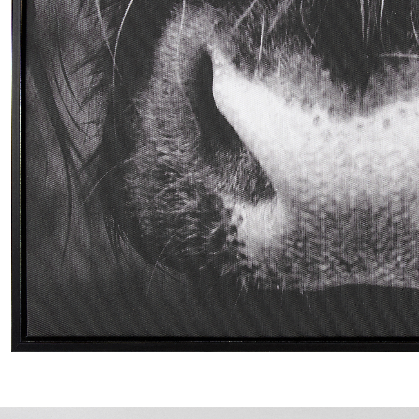 Canvas GALEATA Tiermotiv 63 x 99 cm Schwarz