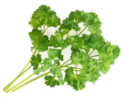 Véritable Lingot Curly Parsley - Organic