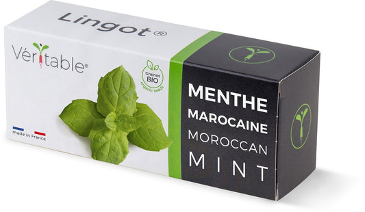 Véritable Lingot Moroccan Mint - Organic