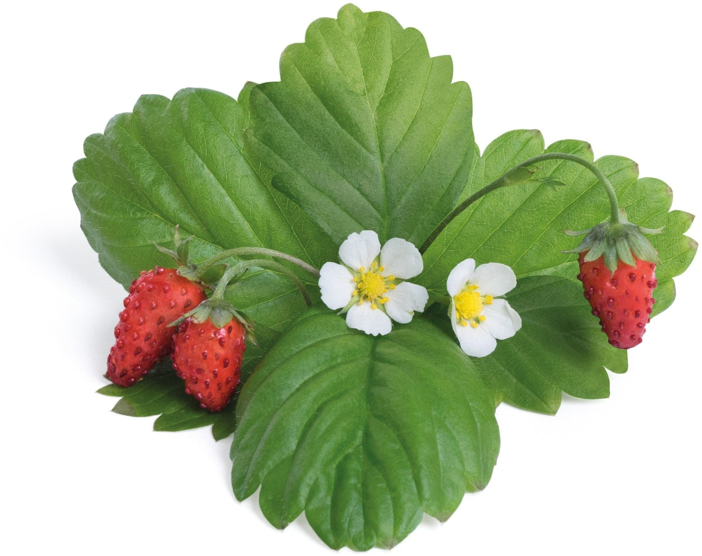 Véritable Lingot Wild Red Strawberry