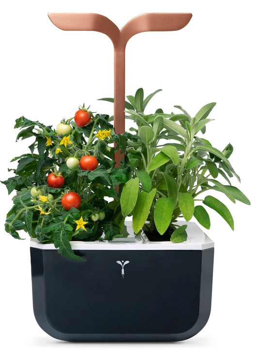 Véritable Exky SMART - copper