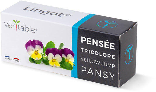 Véritable Lingot Pansy - Organic